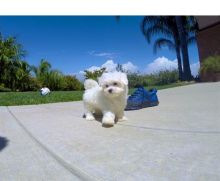 Two Teacup Maltese Puppies Needs a New Family