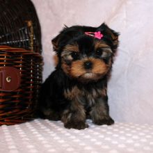 Yorkshire Terrier Puppy