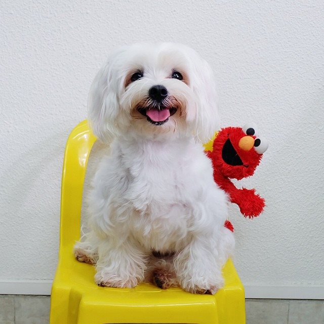 AKC Awesome Bichon Frise Image eClassifieds4u