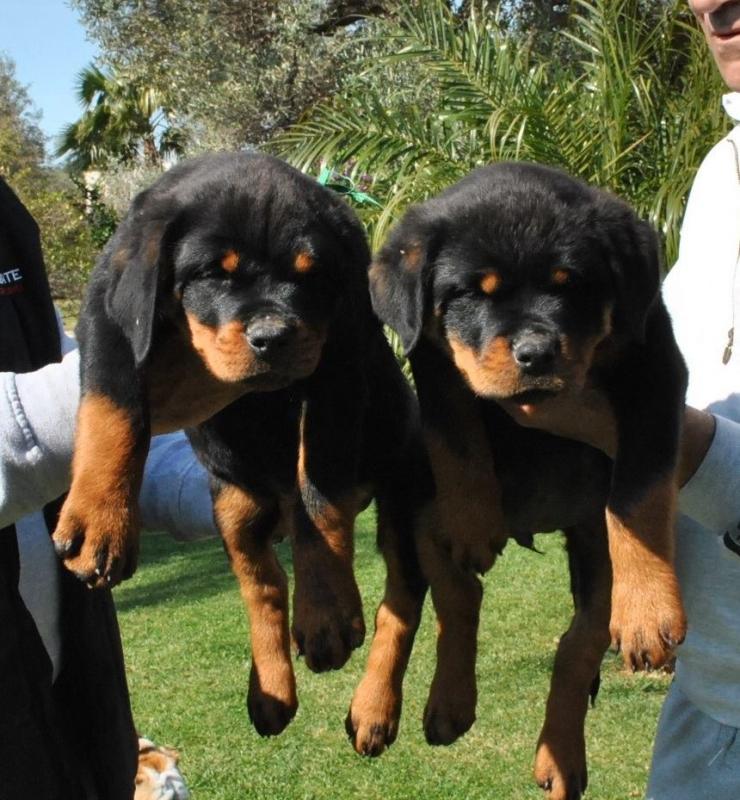 AKC Reg German Rottweiler Puppies Image eClassifieds4u