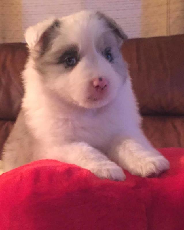 Husky/Aussie pups! Absolutely adorable! Image eClassifieds4u