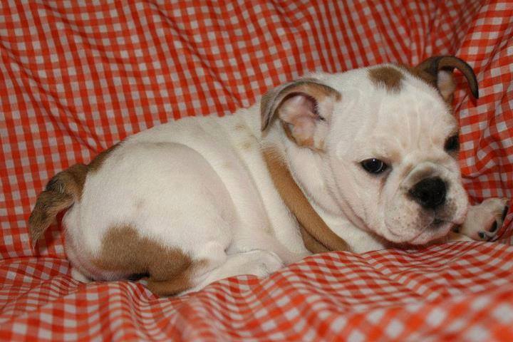 Hybrid Miniature English-Bulldog Puppies! Image eClassifieds4u