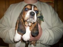 Basset maleand Female Image eClassifieds4U