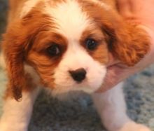 Cavalier King Charles Puppies Image eClassifieds4U