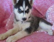 Wonderful Siberian Husky Pups Available Image eClassifieds4U