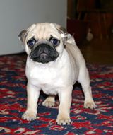Pug Puppies For Sale Image eClassifieds4u