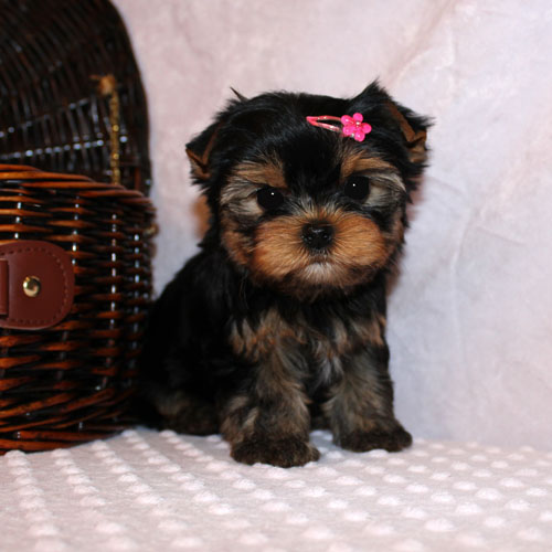 Yorkshire Terrier Puppy Image eClassifieds4u