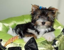 12 weeks old yorkie Puppies for Adoption