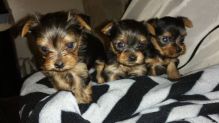 Adorable Baby Yorkie Puppy