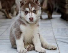 Akc registered Siberian Husky puppies,,,Text via (405) 463-9275