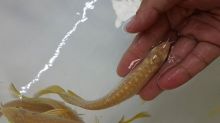 Aquarium Arowana fishes like Asian red,Super red,Chili Red,24k golden and others text us at