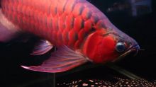 AROWANA FISHES FOR SALE (253) 470-8173