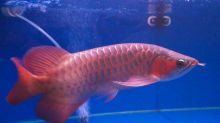 Asian Red Arowana Super Red Arowana Chili Red Arowana (253) 470-8173