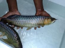 Cross back (Tong Yang) Platinum Cross back arowana fish for sale