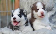 Male and female Siberian Husky pups,,,Text via (405) 463-9275