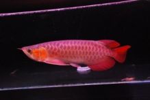 Quality Asian red chili red super red RTG and many other arowanas for sale