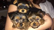 Quality Family Rasied Yorkie Pup