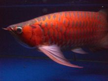 Quality Grade A super Red Arowana fish for sale and many others (253) 470-8173