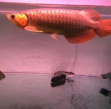 Red tail arowana fish Call Or Send text with your orders to (253) 470-8173 For more information