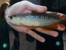 RTG Arowana, Golden Arowana and many others Available on sales now (253) 470-8173