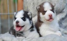Siberian Husky Puppies Blue eyes Ready,,,Text via (405) 463-9275