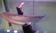 Silver Arowana and other types and sizes of arowana fishes available on sale $200.00