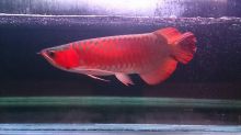 Top Quality Super Red Arowana and many others fishes for sale
