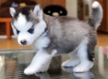 Two Blue Eyes Pedigree Siberian Husky Puppies,,,Text via (405) 463-9275