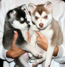 Two Siberian Husky Puppies For Re-homing-text : 612-213-5853