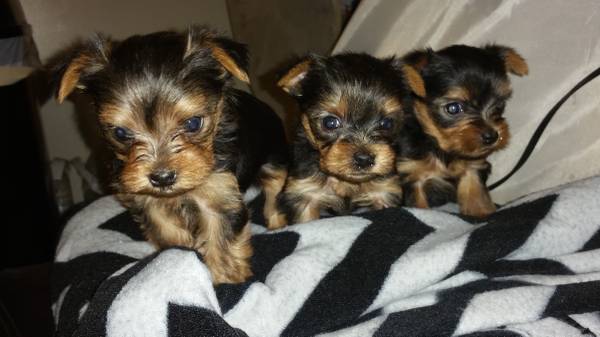 Adorable Baby Yorkie Puppy Image eClassifieds4u