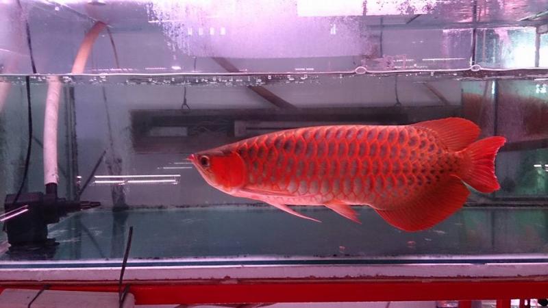 Aquarium Arowana fishes like Asian red,Super red,Chili Red,24k golden and others text us at Image eClassifieds4u