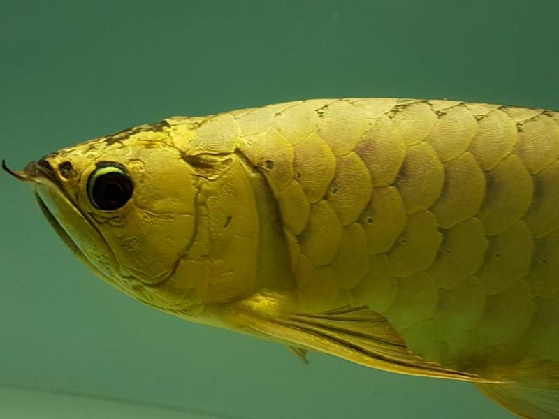 Arowana fishes of all breed for sale NOW TEXT US (253) 470-8173 Image eClassifieds4u