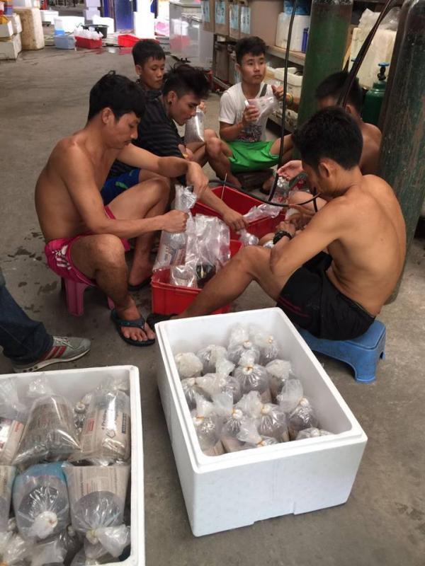 Black Diamond leopoldi Stingray and Arowana fishes for slae Image eClassifieds4u