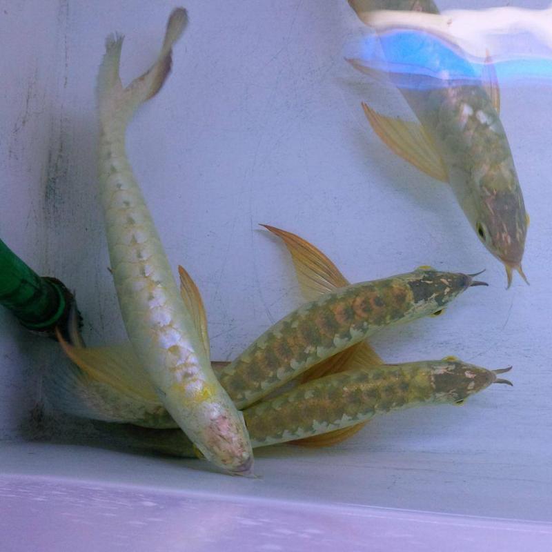 BUY PREMIUM QUALITY ASIAN AROWANA FISHES Call Or Send text (253) 470-8173 Image eClassifieds4u
