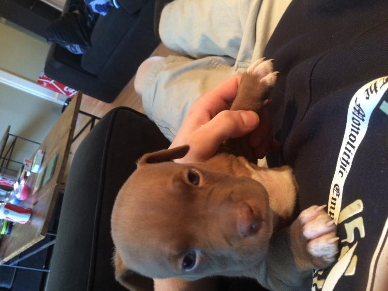 Female purebred bluenose pitbull for sale Image eClassifieds4u