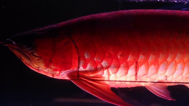 Good quality arowana fish for sale. $450.00 Image eClassifieds4u