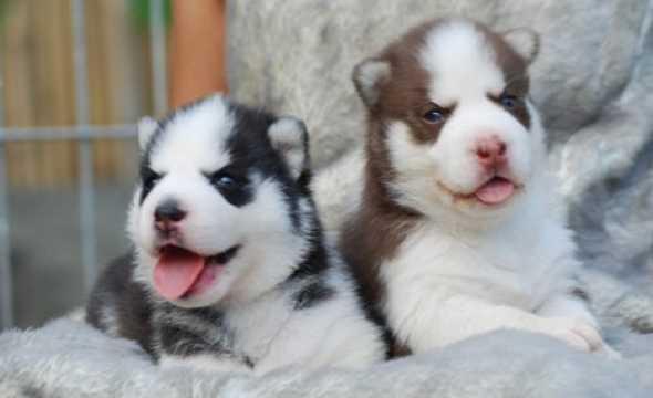 Gorgeous Siberian husky puppies,,,Text via (405) 463-9275 Image eClassifieds4u