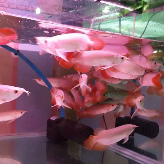 Grade A super red arowana fishes and others available for sale (253) 470-8173 Image eClassifieds4u