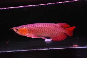 Grade A super red arowana fishes and others available for sale (253) 470-8173 Image eClassifieds4u