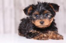 Yorkshire Puppies For Adoption Image eClassifieds4U