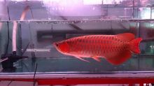 Aquarium Arowana fishes like Asian red,Super red,Chili Red,24k golden and others text us at Image eClassifieds4u 2