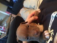 Female purebred bluenose pitbull for sale Image eClassifieds4U
