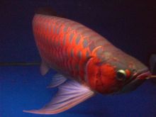 King Super Red Arowana Super Red Arowana (show Grade and other sizes Image eClassifieds4U