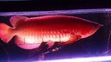 Red tail arowana fish Call Or Send text with your orders to (253) 470-8173 For more information Image eClassifieds4u 2