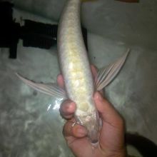 Silver Arowana and other types and sizes of arowana fishes available on sale $200.00 Image eClassifieds4u 2