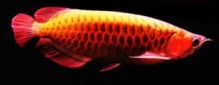 Super Red and 24k Golden Arowana Available Now Call Or Send text with your orders to (253) 470-8173 Image eClassifieds4u 1