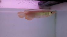 Super Red Arowana Fish and Many Others Available For Sale (253) 470-8173 Image eClassifieds4u 2