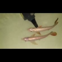 Super Red Arowana Fish and Many Others Available For Sale (253) 470-8173 Image eClassifieds4u 3