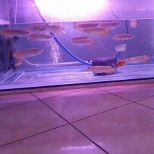 Super Red Arowana fish and many others for sale. Call Or Send text with your orders to (253) 470-817 Image eClassifieds4u 1