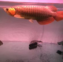 Super Red Arowana fishes of any type $200.00 Image eClassifieds4U